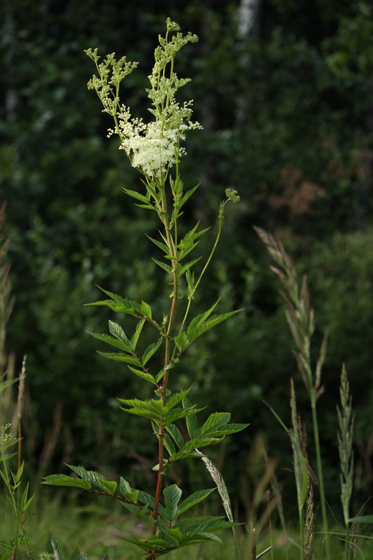 Image of Filipendula ulmaria ssp. denudata specimen.