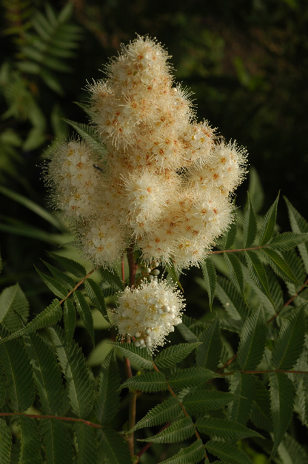 Image of Sorbaria sorbifolia specimen.