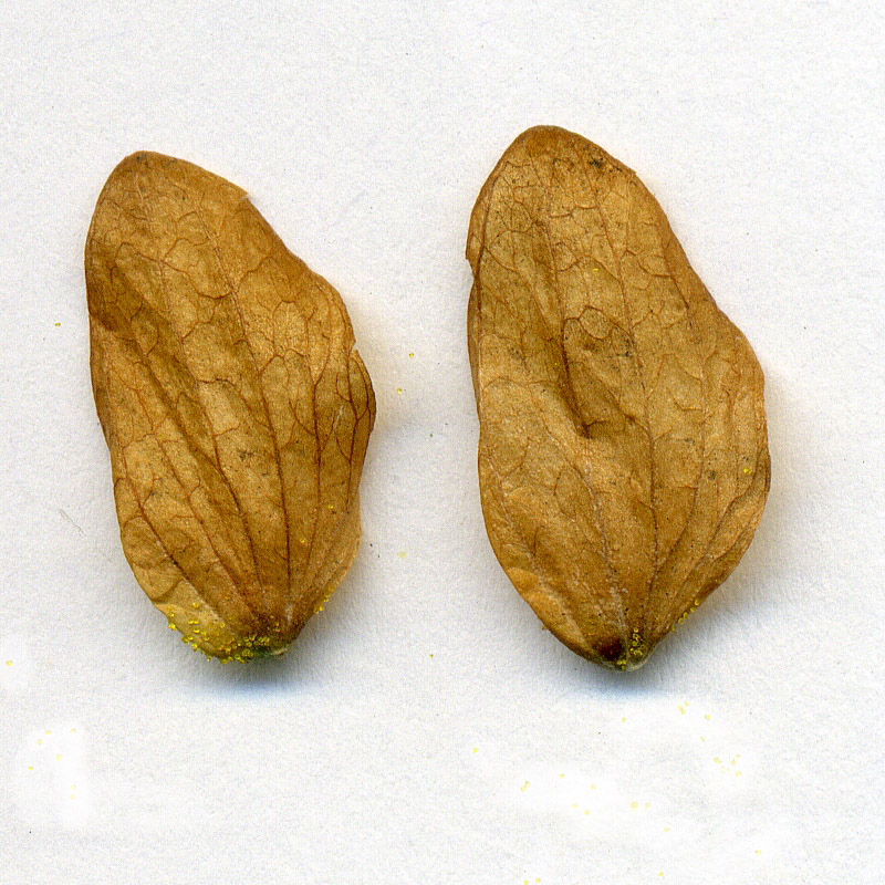 Image of Humulus lupulus specimen.