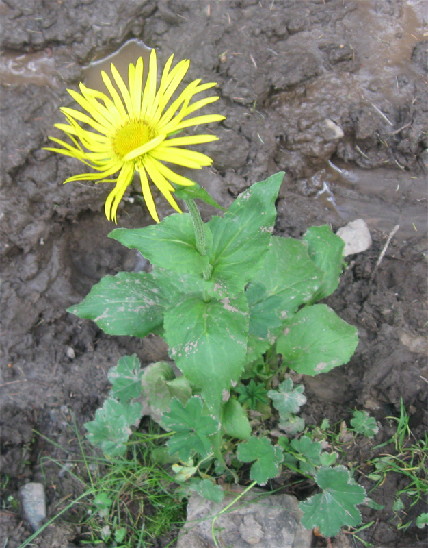 Image of Doronicum altaicum specimen.