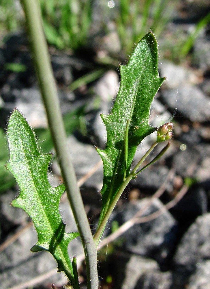 Image of Arabidopsis arenosa specimen.