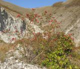 Rosa corymbifera. Плодоносящее растение. Краснодарский край, м/о г. Новороссийск, хр. Маркотх, каменистый склон горы. 12.10.2014.