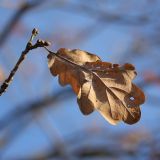 Quercus robur