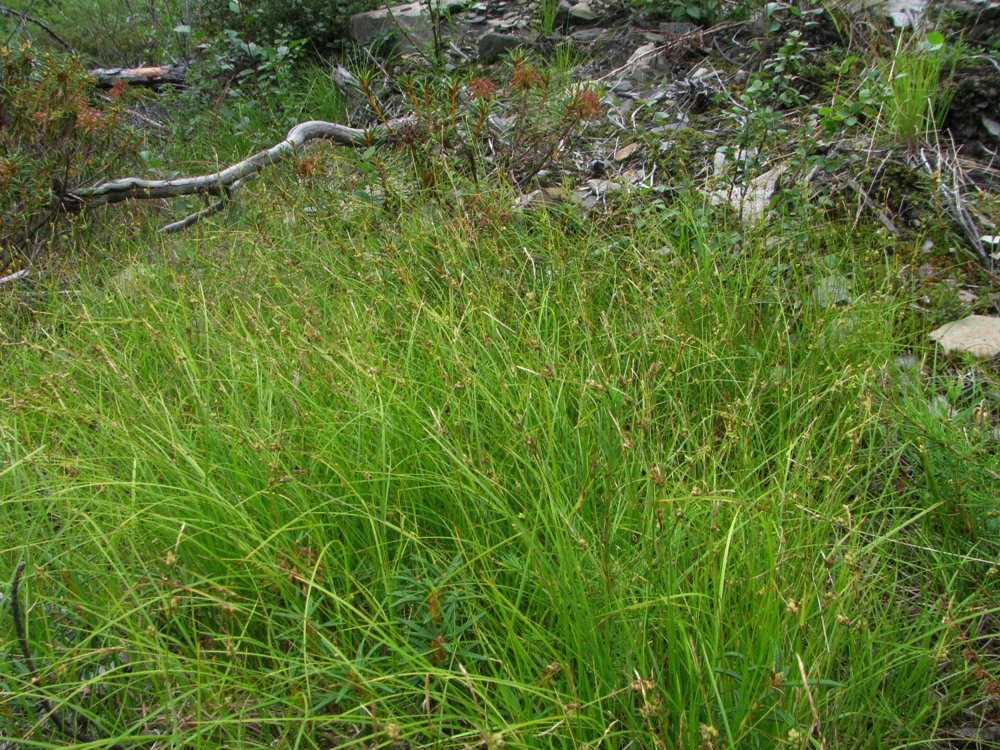 Image of Carex globularis specimen.