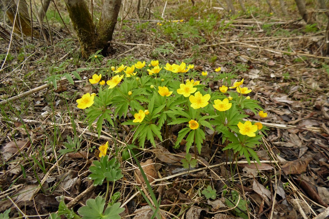 Image of Anemone ranunculoides specimen.