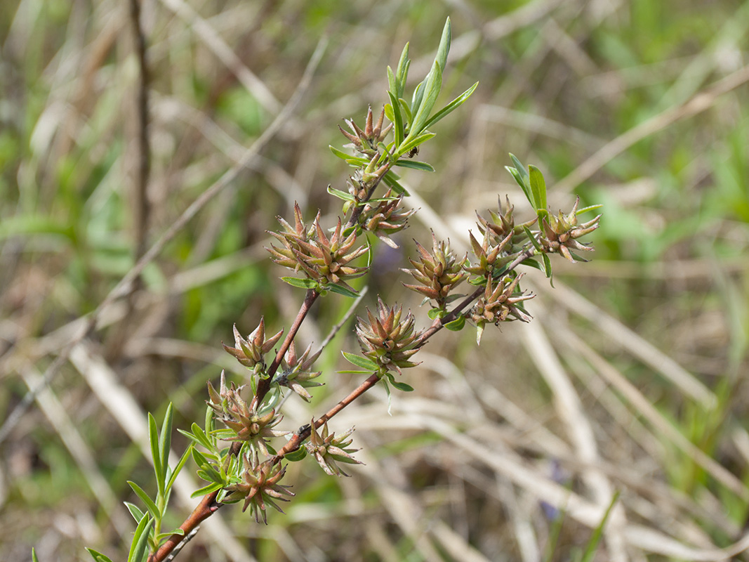 Image of Salix rosmarinifolia specimen.