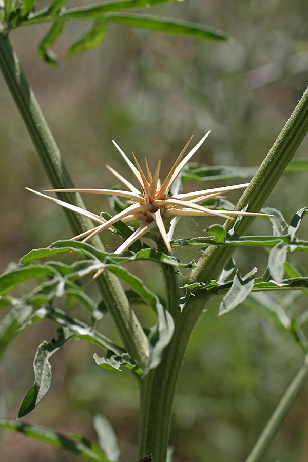 Image of Centaurea iberica specimen.