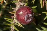 Juniperus подвид macrocarpa