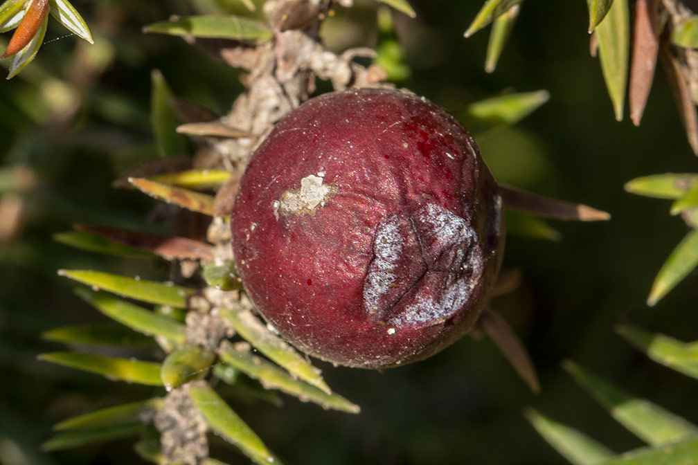 Изображение особи Juniperus oxycedrus ssp. macrocarpa.