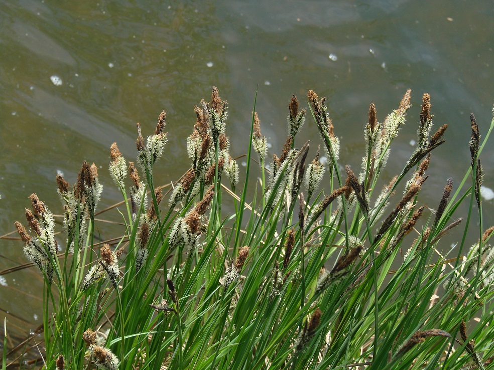 Image of Carex acuta specimen.