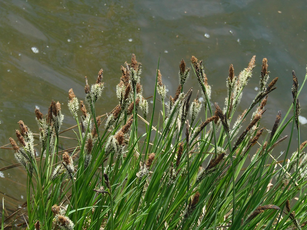 Изображение особи Carex acuta.