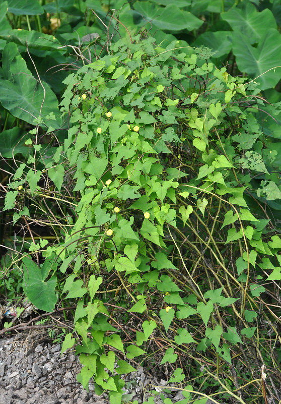 Image of Merremia hederacea specimen.