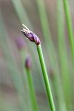 Eleocharis quinqueflora