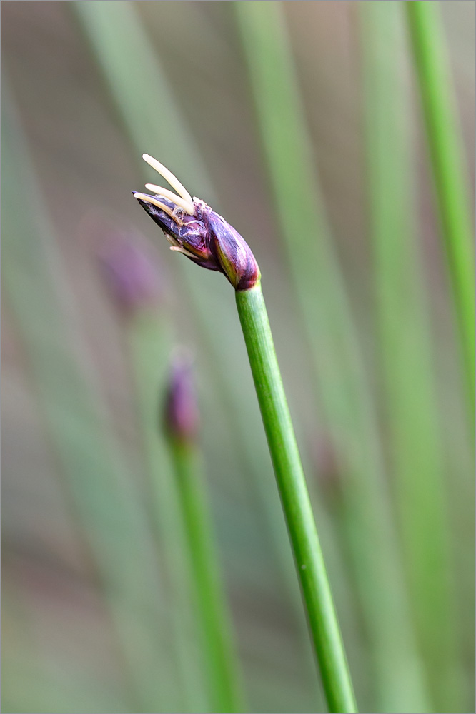 Изображение особи Eleocharis quinqueflora.