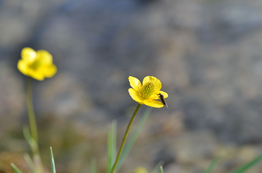 Изображение особи Ranunculus longicaulis var. pulchellus.