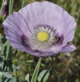 Papaver somniferum