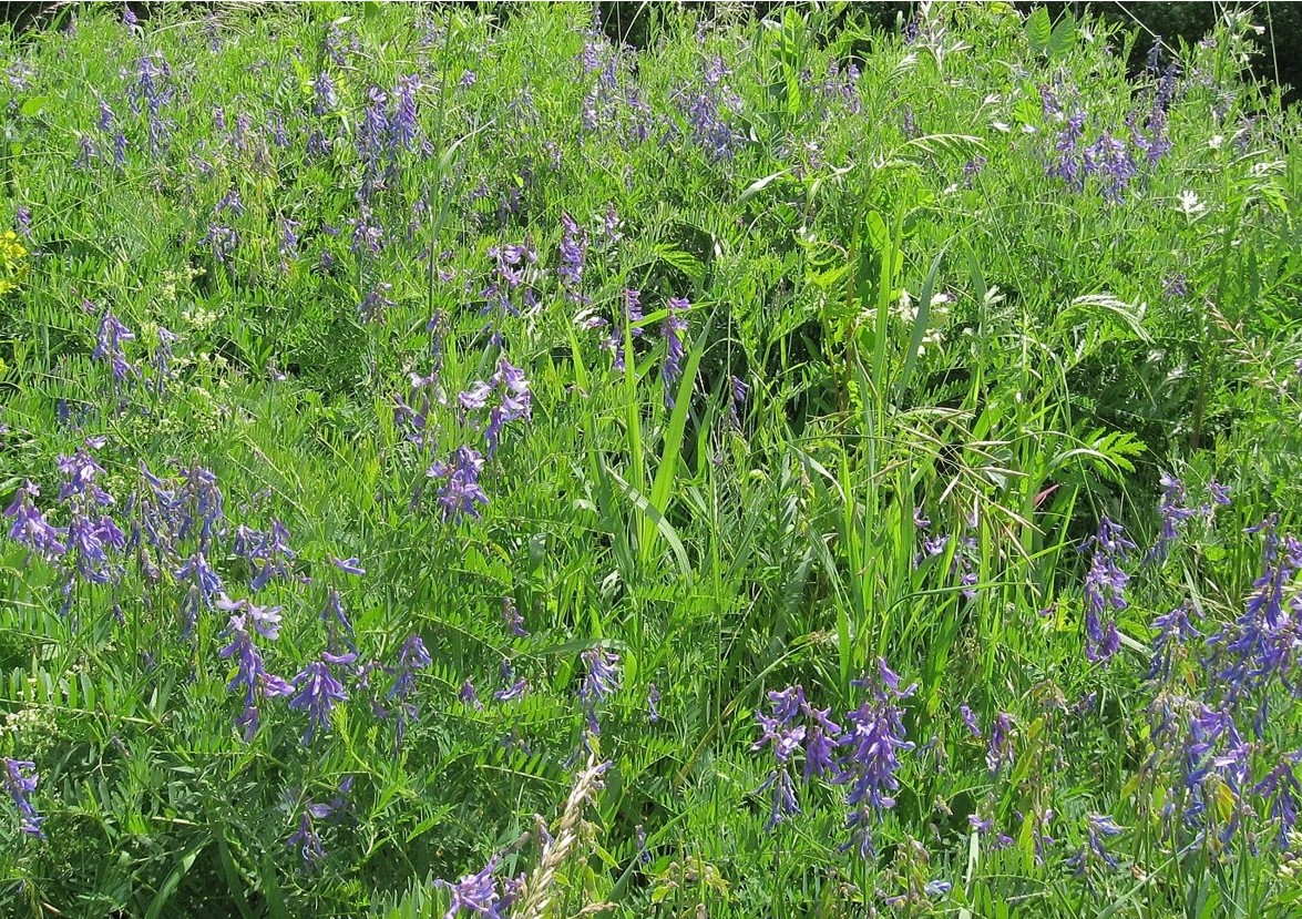 Изображение особи Vicia cracca.