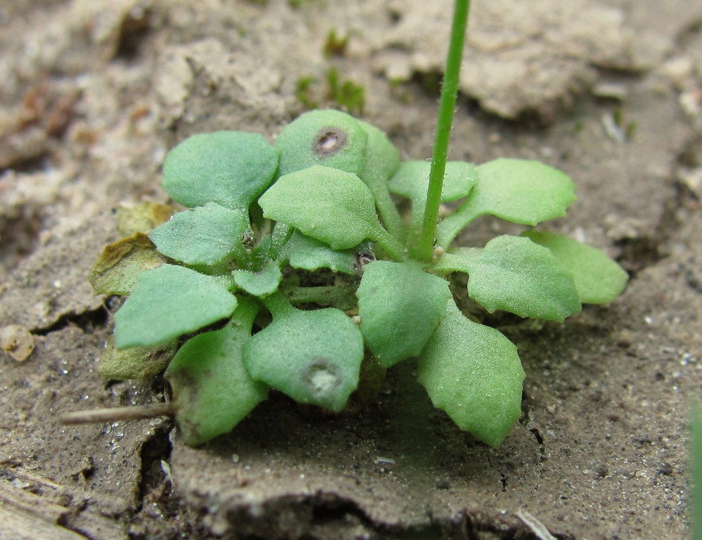 Image of Androsace filiformis specimen.