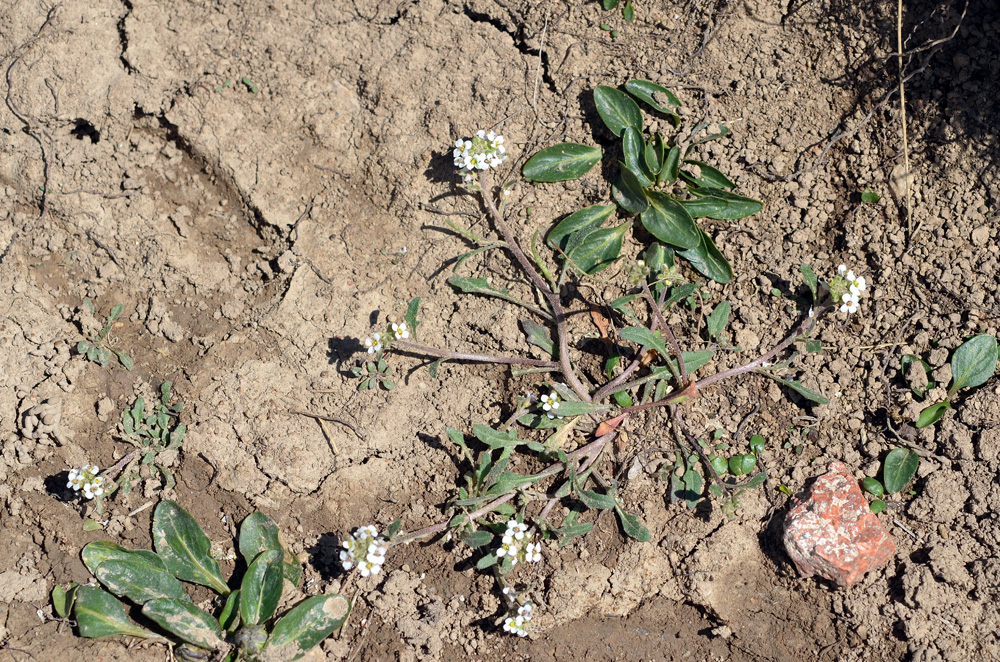 Image of Braya humilis specimen.