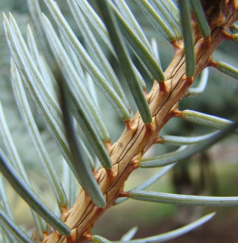Image of Picea pungens f. glauca specimen.