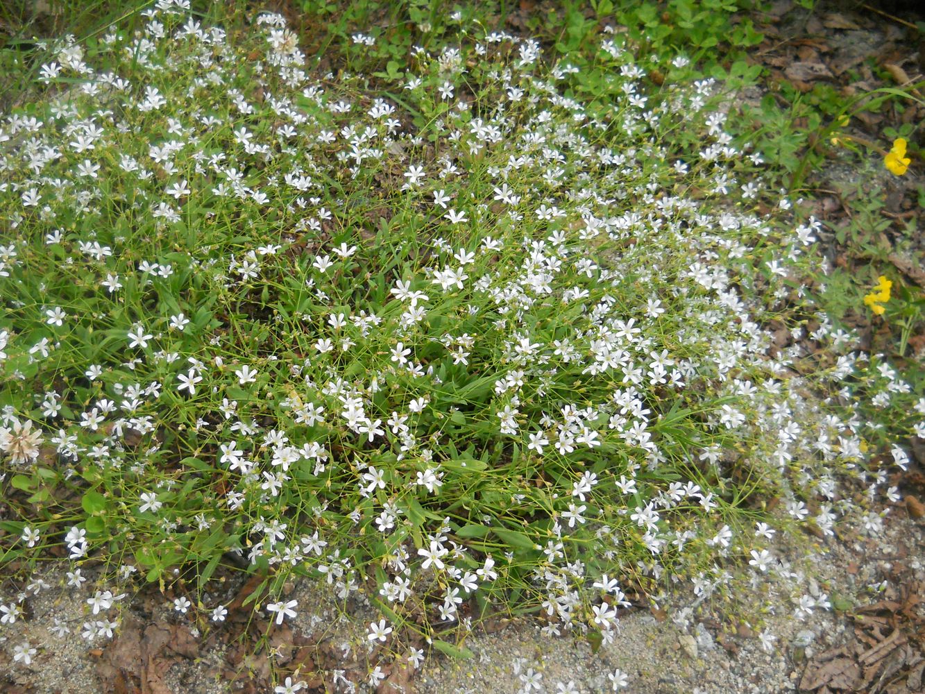 Изображение особи Gypsophila silenoides.