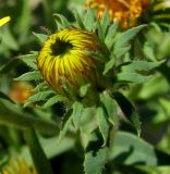 Inula caspica