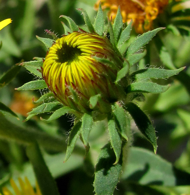 Изображение особи Inula caspica.