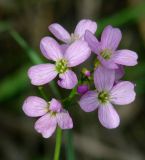 Cardamine pratensis. Соцветие. Иркутская обл., Иркутский р-н, окр. с. Смоленщина, берег р. Иркут. 20.05.2015.