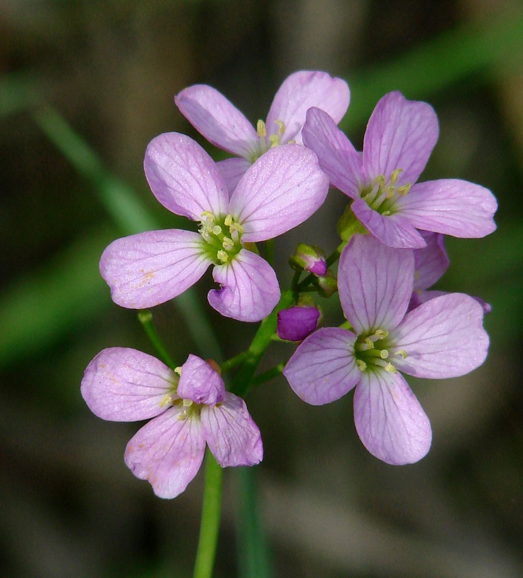 Изображение особи Cardamine pratensis.