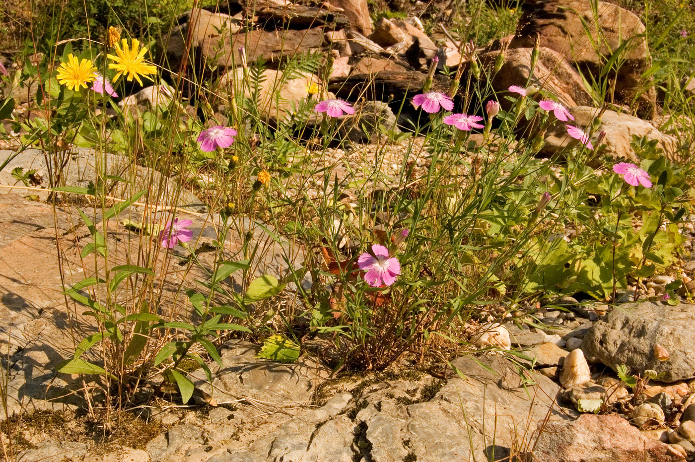 Image of Dianthus versicolor specimen.