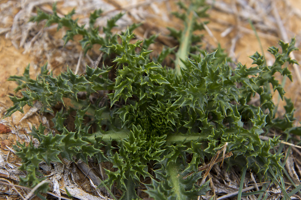 Изображение особи Carlina gummifera.