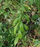Adenophora lamarckii