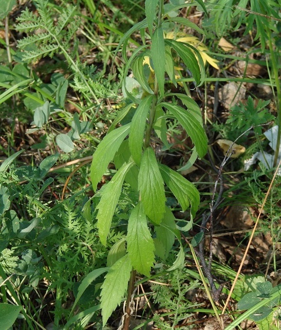 Изображение особи Adenophora lamarckii.