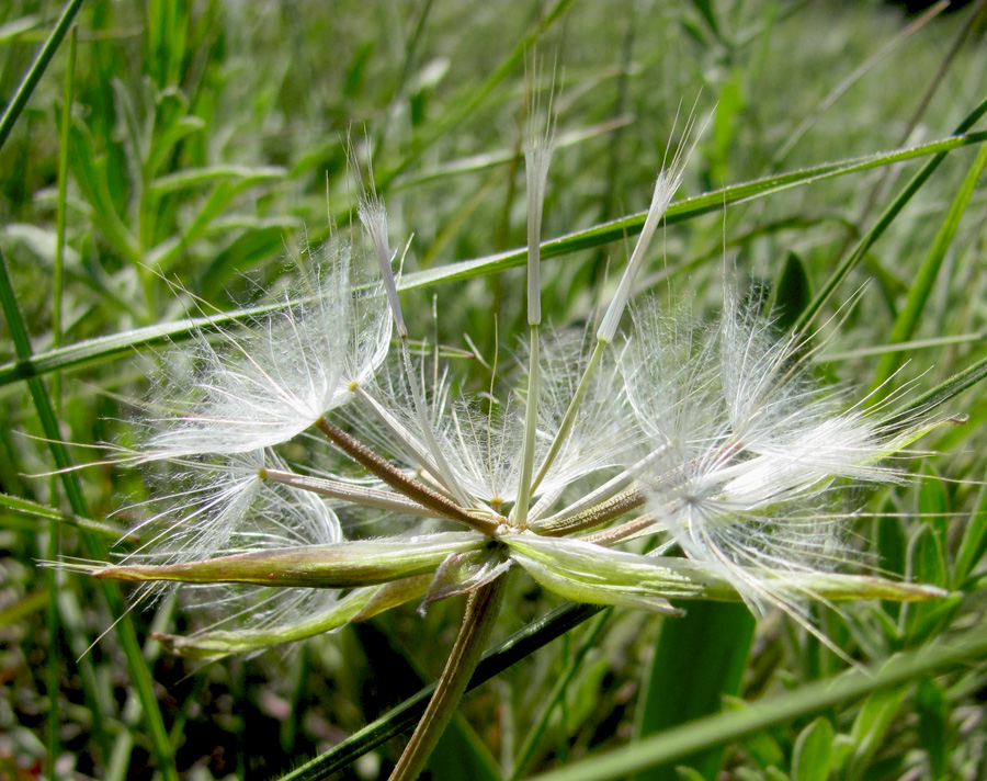 Image of Scorzonera turkeviczii specimen.
