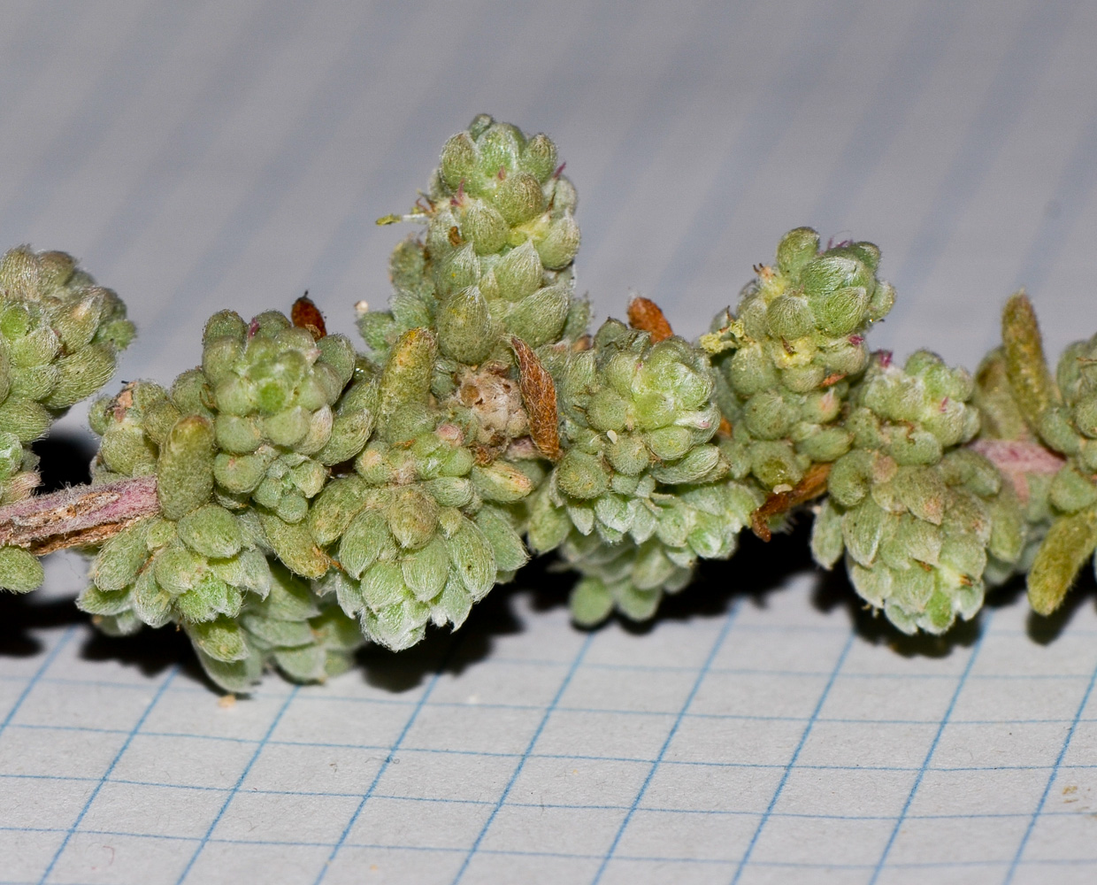 Изображение особи Bassia tomentosa.