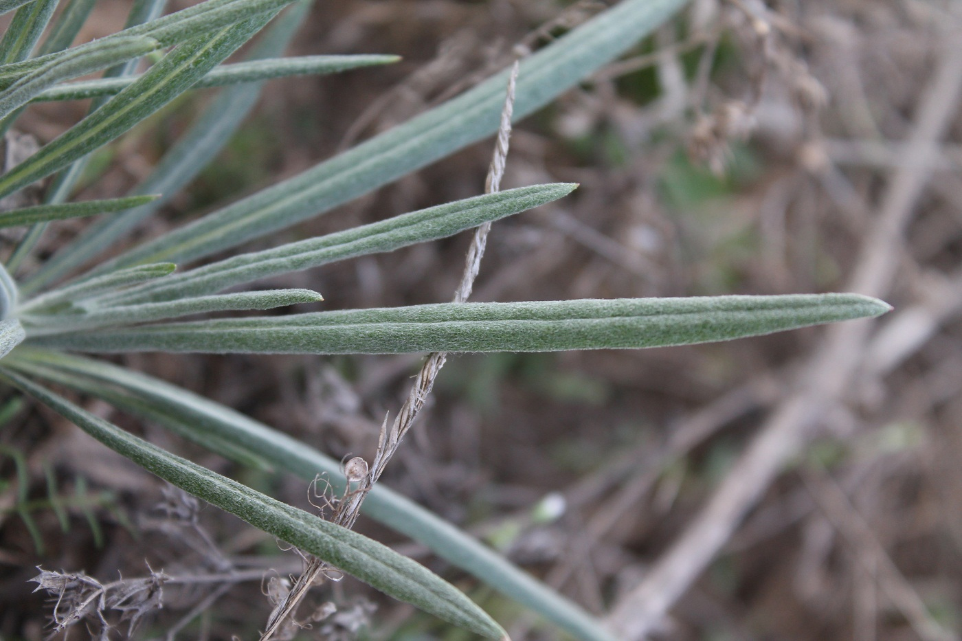 Image of Jurinea multiflora specimen.