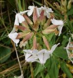 Saponaria officinalis