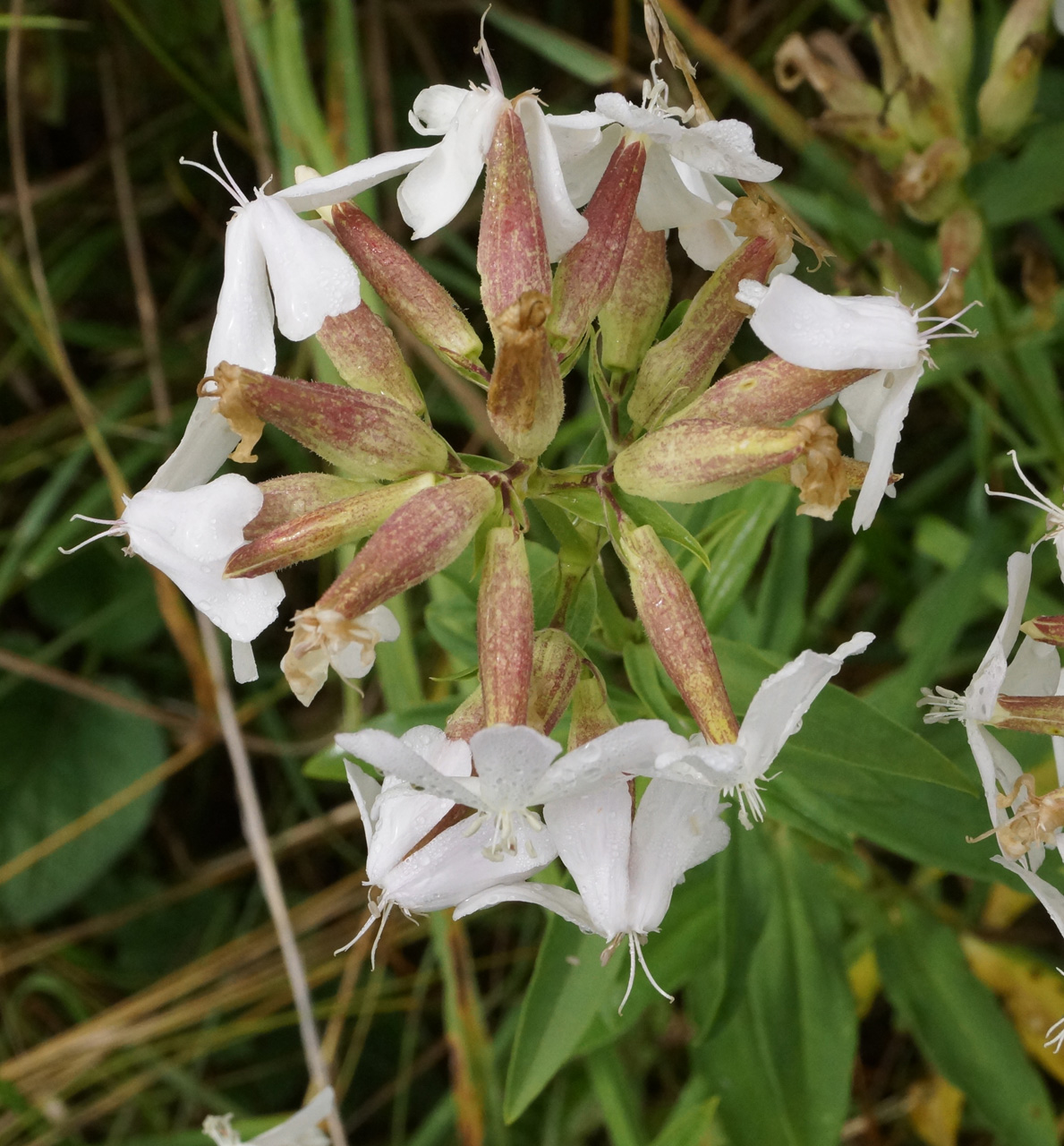 Image of Saponaria officinalis specimen.