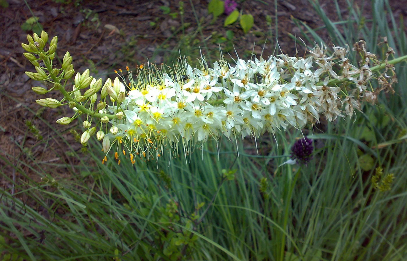 Изображение особи Eremurus himalaicus.