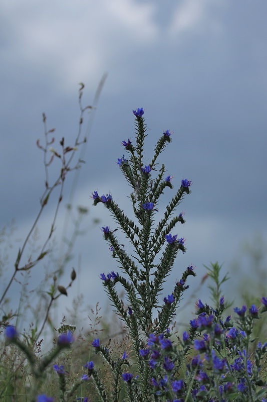 Image of Echium vulgare specimen.