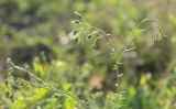 Linum austriacum