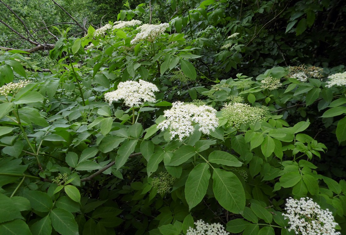 Изображение особи Sambucus nigra.