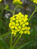 Image of taxon representative. Author is Евгений Сидорчук
