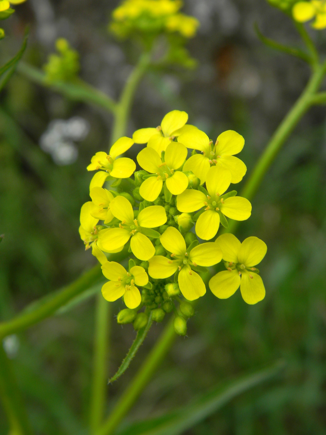 Image of Bunias orientalis specimen.
