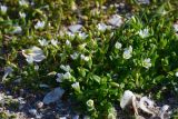 Holosteum umbellatum