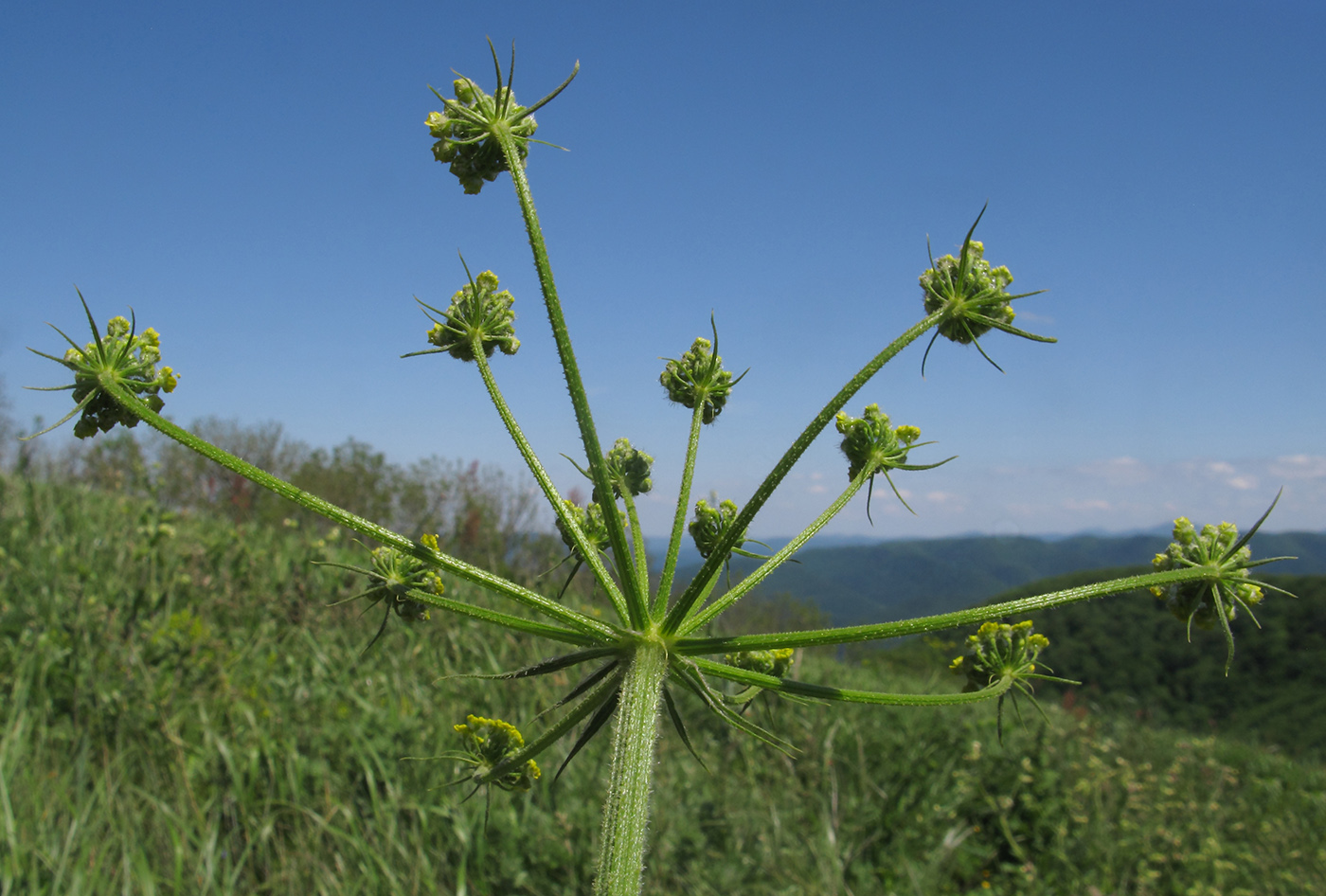 Image of Pastinaca pimpinellifolia specimen.