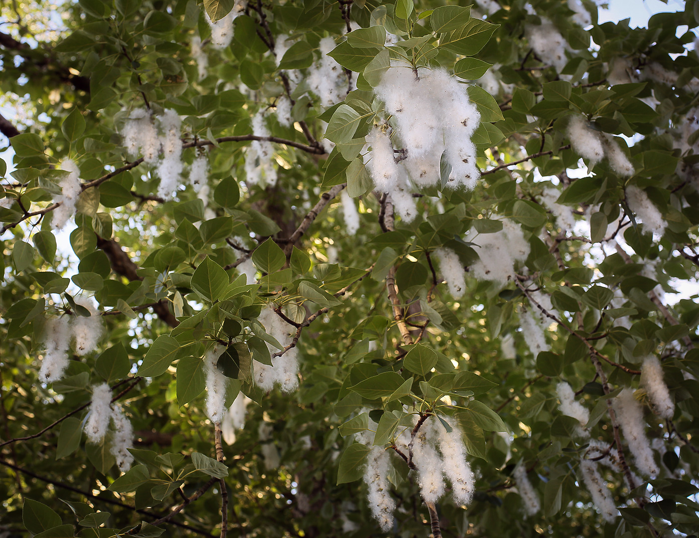 Изображение особи Populus &times; sibirica.