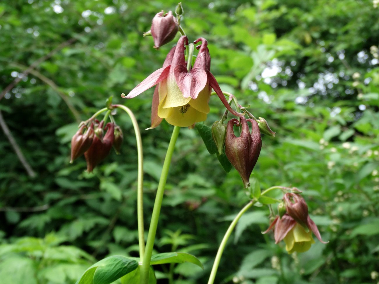 Image of Aquilegia oxysepala specimen.