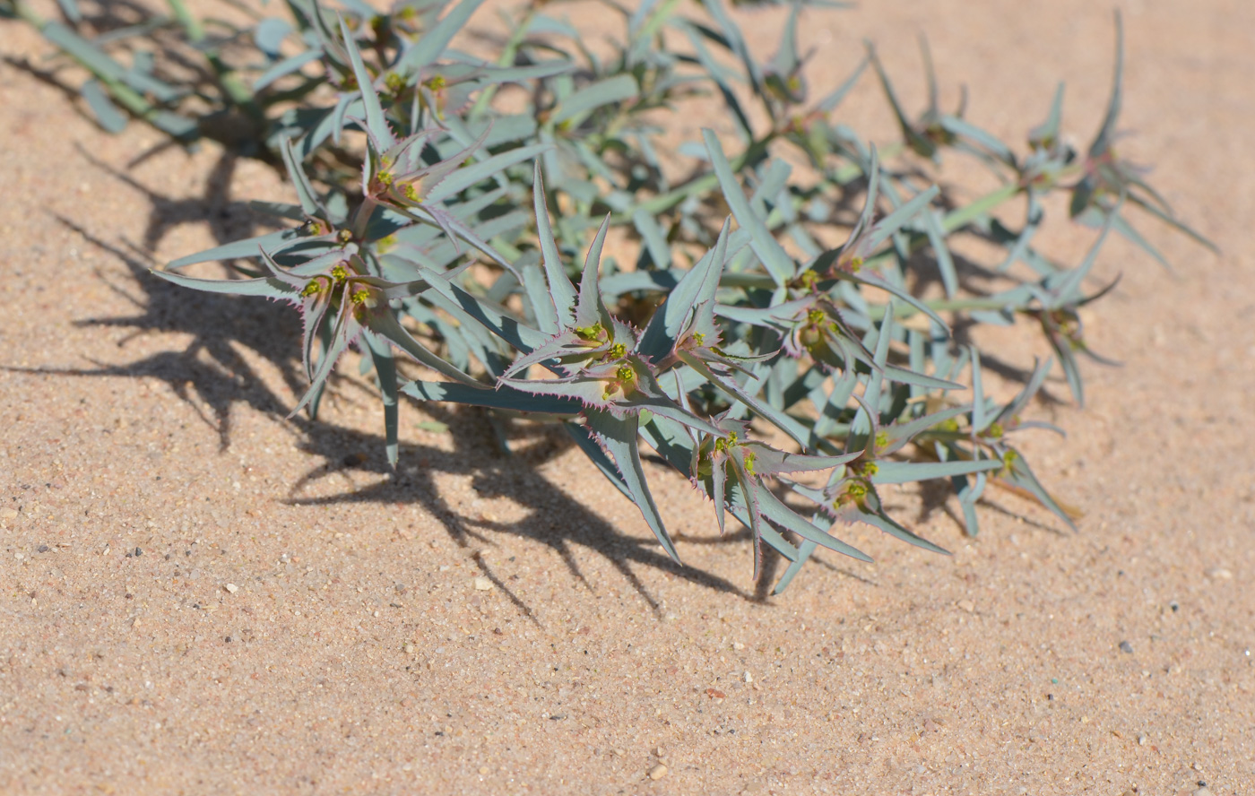 Image of Euphorbia retusa specimen.