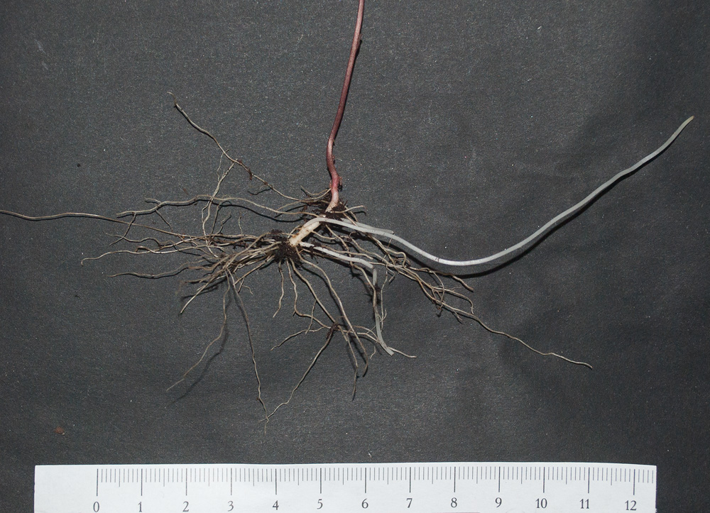 Image of Trientalis europaea specimen.